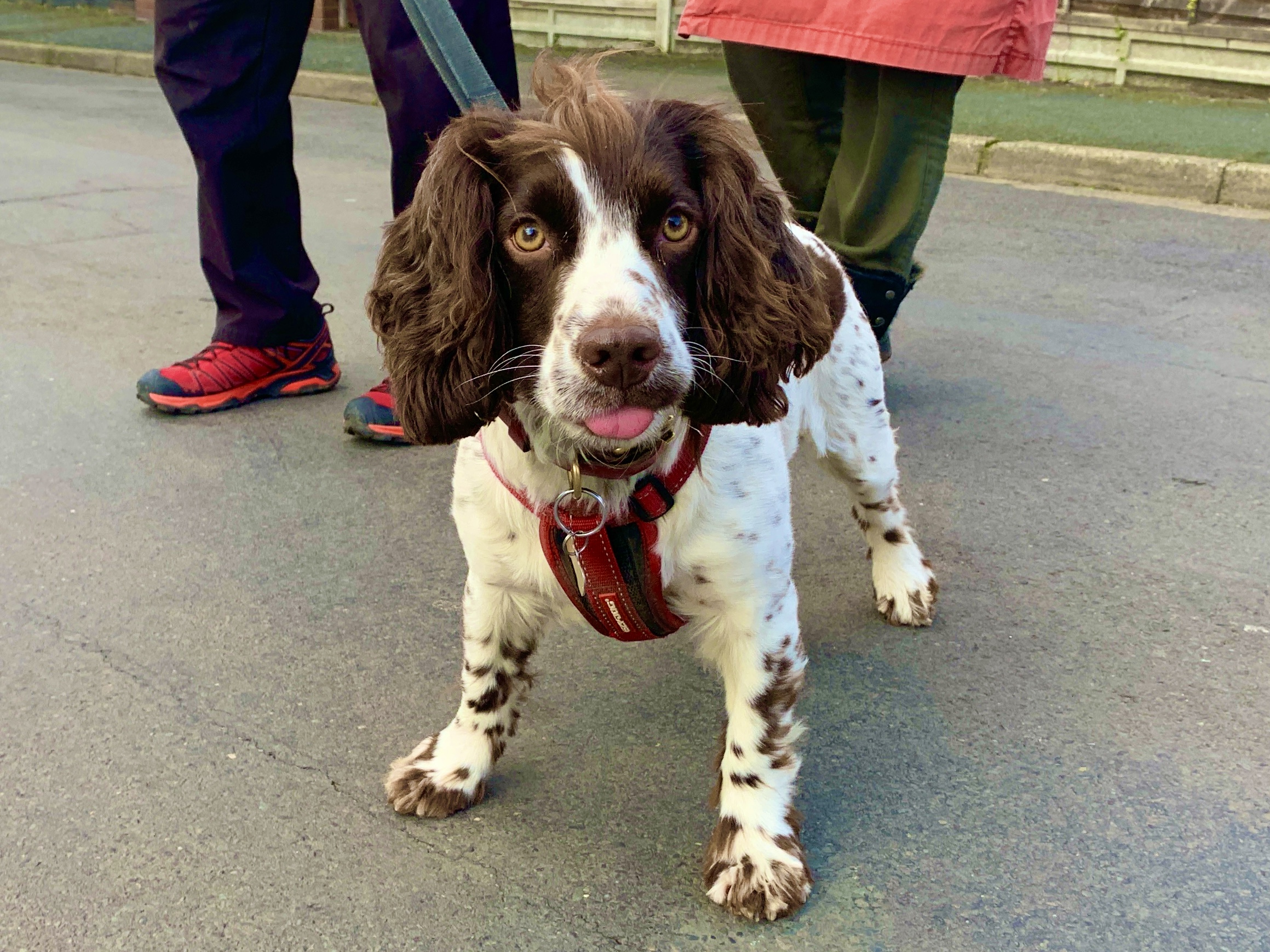 Behaviour modification with anxious dog