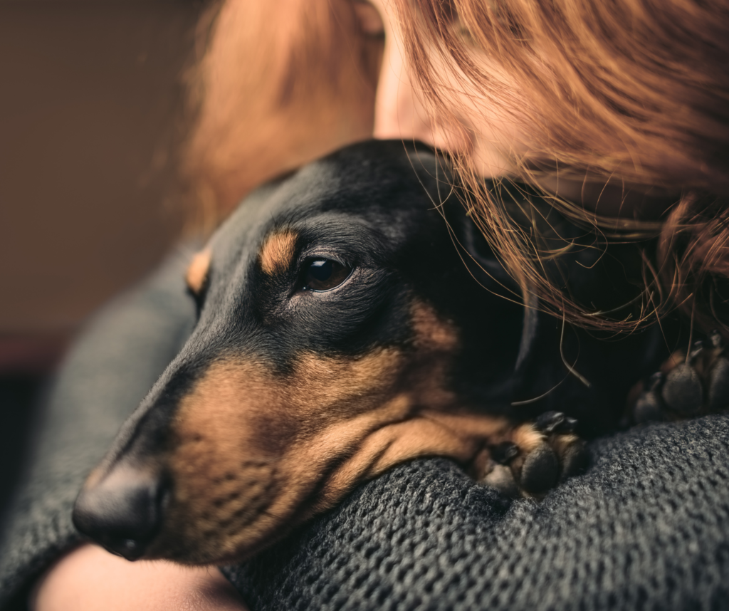 Black and Tan Dacshund being cuddled by owner