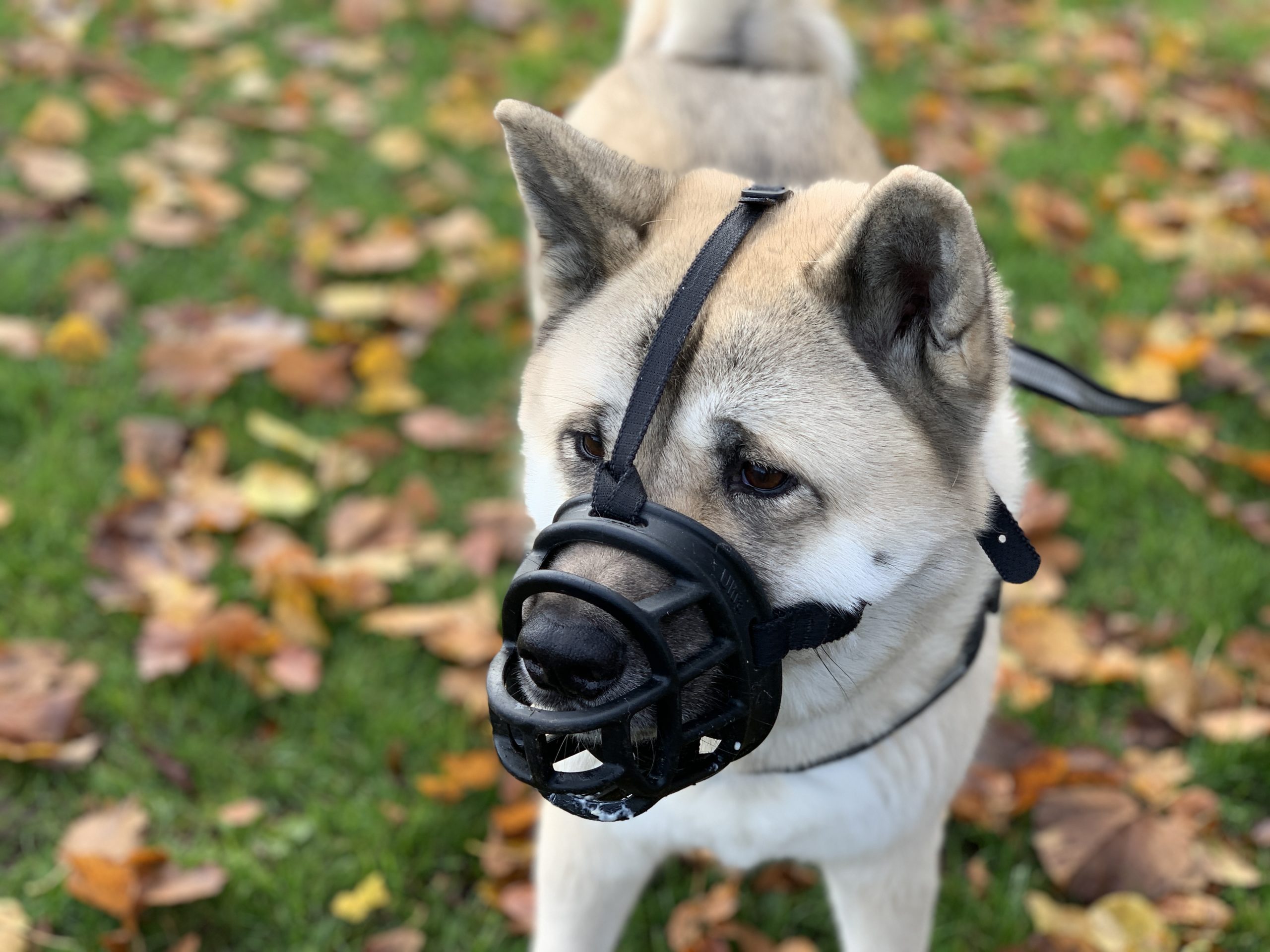 Dog behaviour training