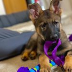 Puppy training, New Puppy, The Confident K9