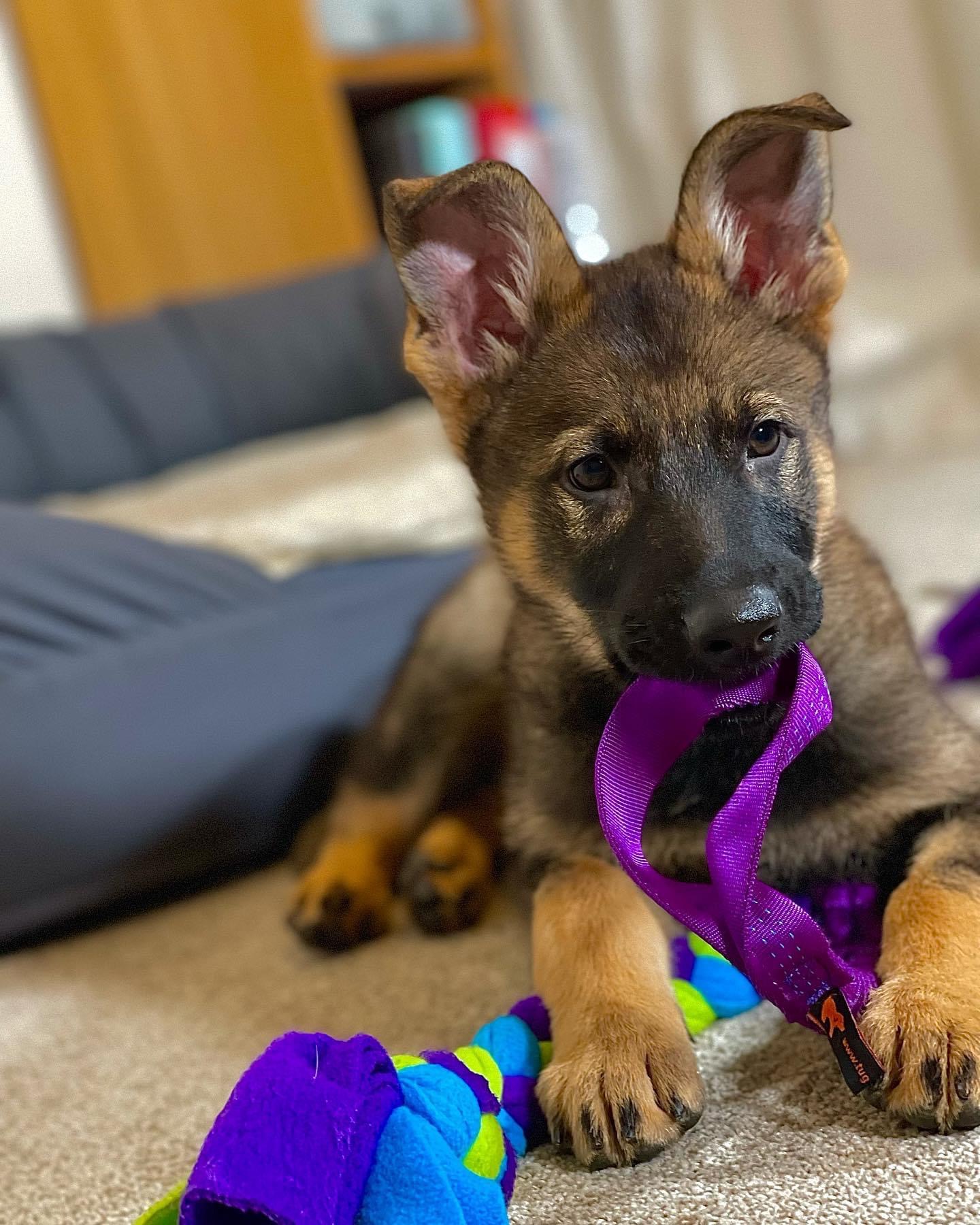 Puppy training, New Puppy, The Confident K9