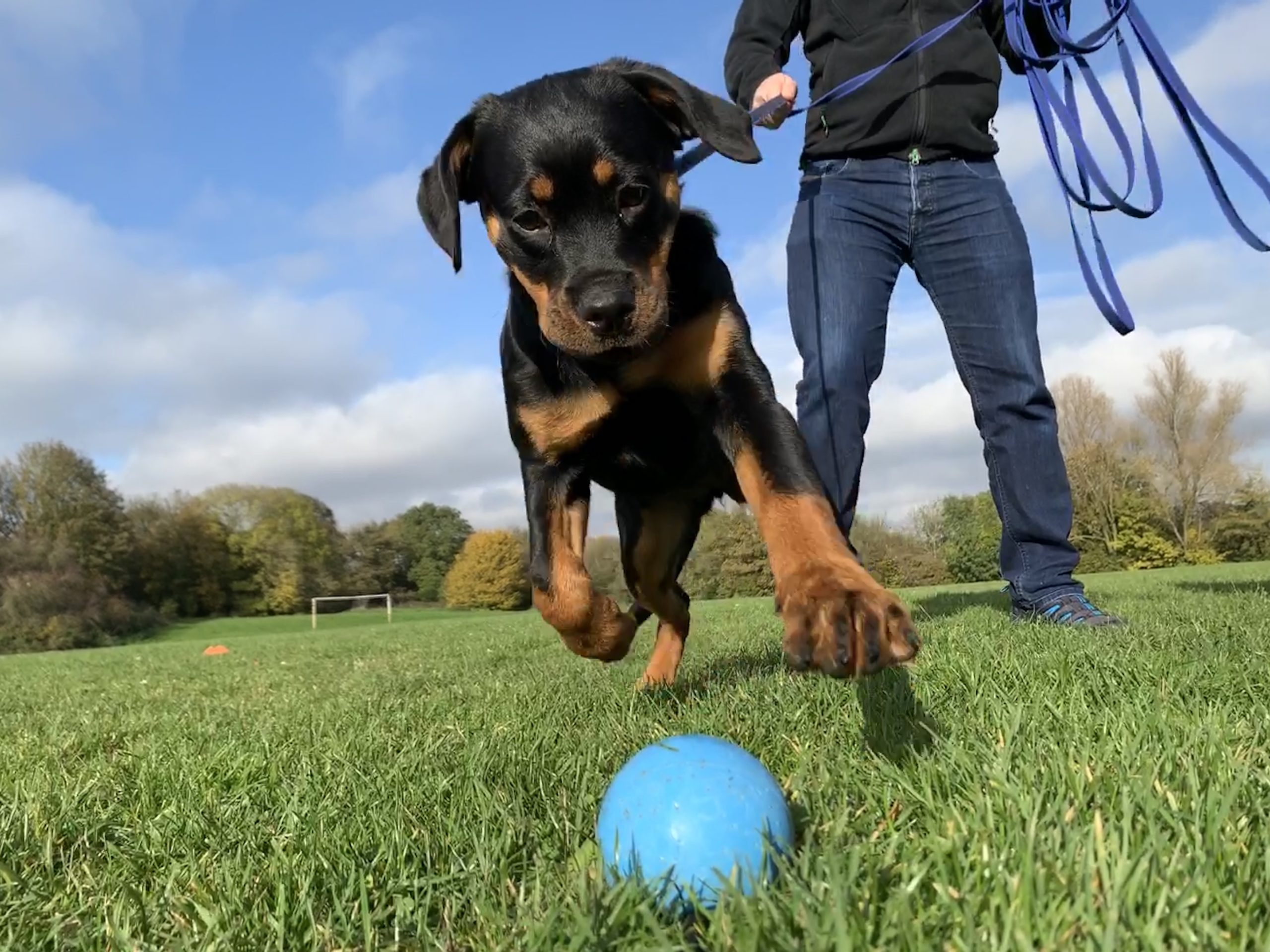 Puppy training