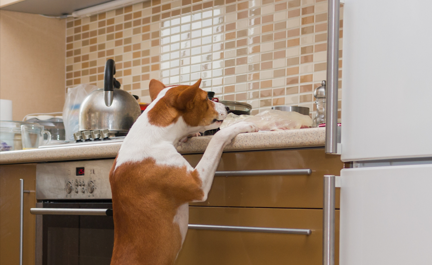 how do you get a dog to stop jumping on counters