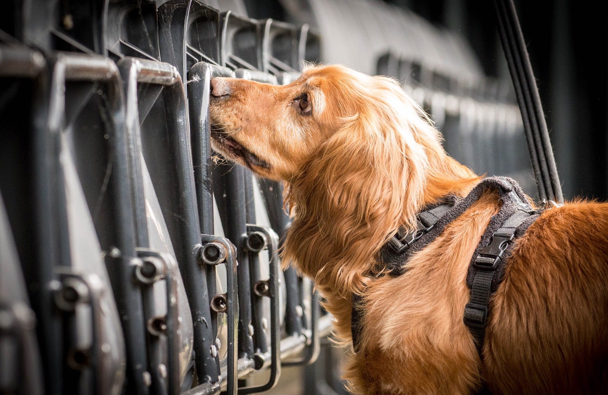 5 Nose Work Games for Dogs That Are Scentsational - Happy-Go-Doodle®