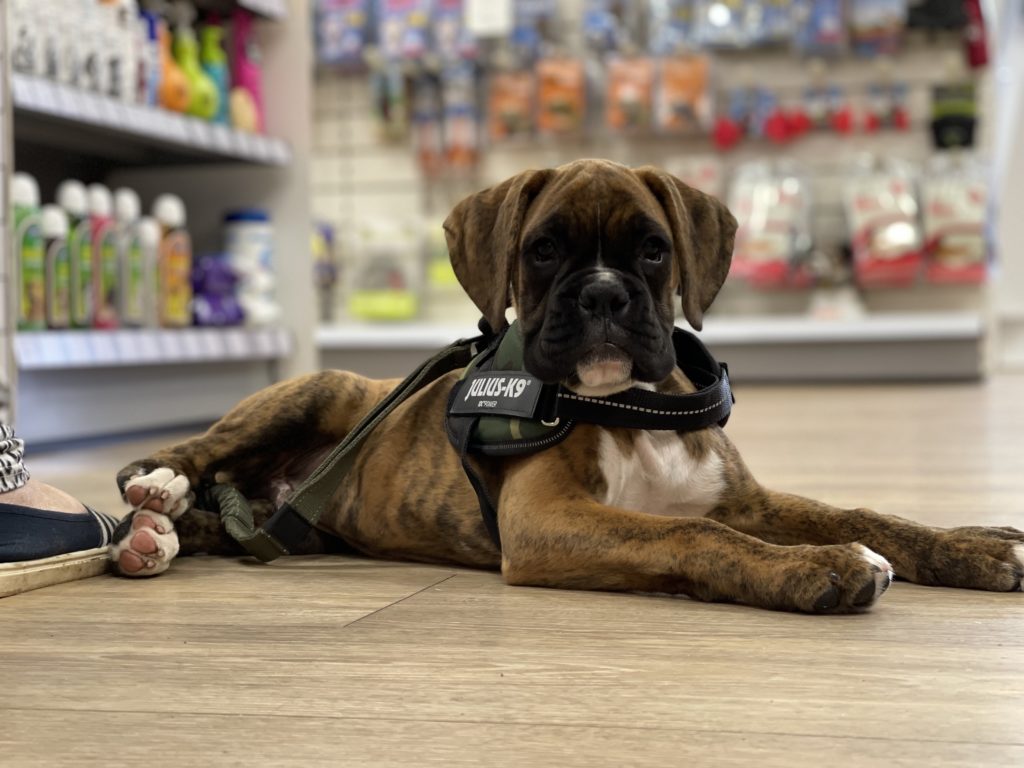 Puppy training Kidderminster