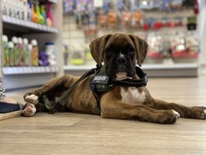 Boxer puppy