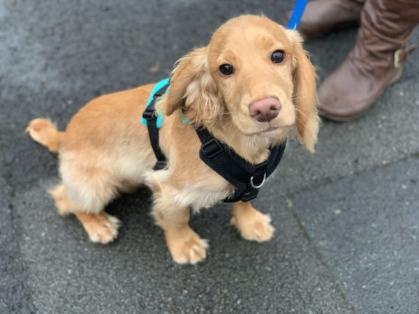 Puppy training