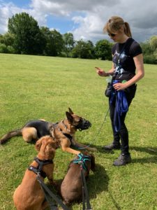Dog behaviourist