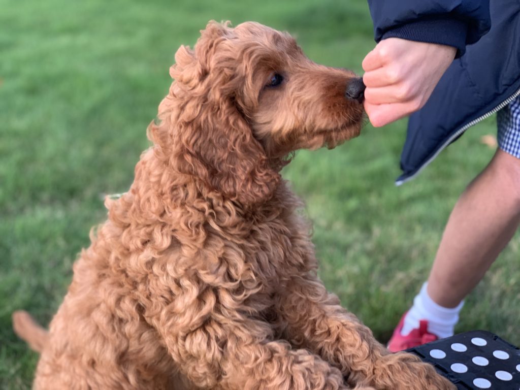 Training a cockerpoo puppy