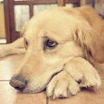 Separation anxiety in dogs