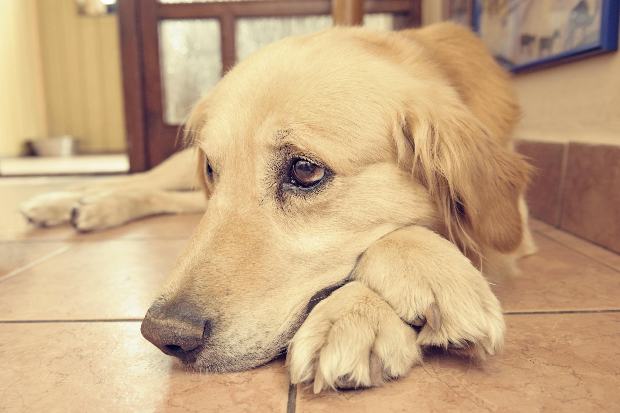Separation anxiety in dogs