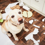 Separation anxiety in dogs