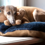 Separation anxiety in dogs