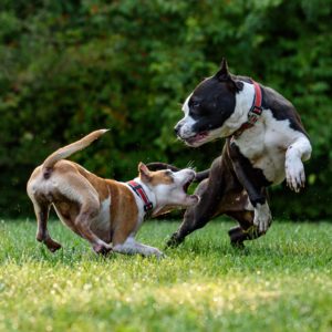 Dog behaviour training