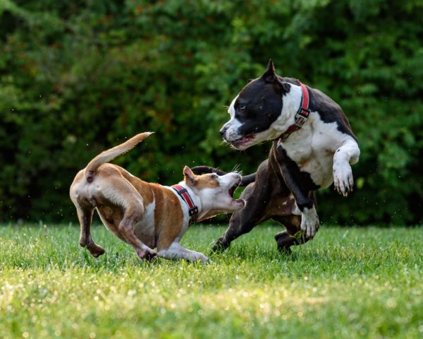 Dog behaviour modification