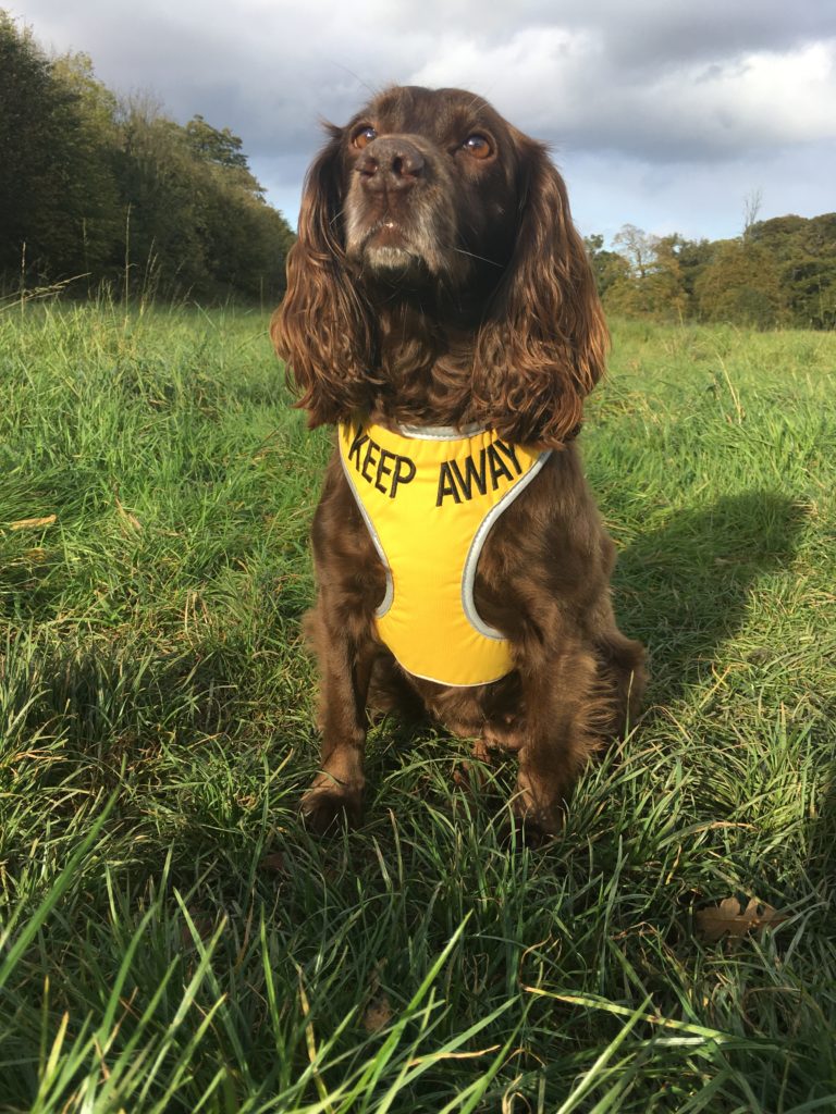 Dog behaviour training