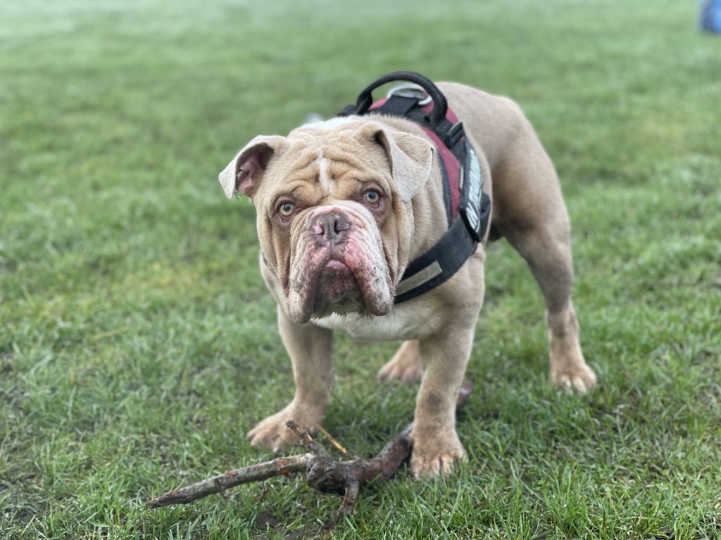 Dog behaviour training