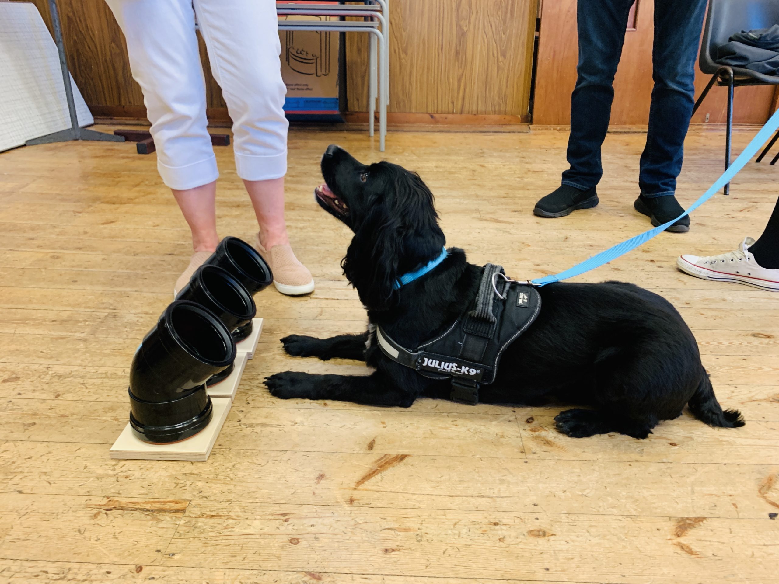 Scent detection training