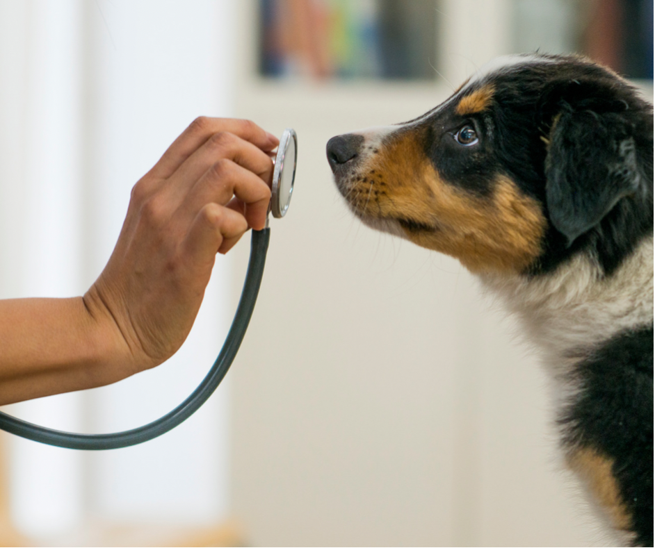 Dog with stethoscope