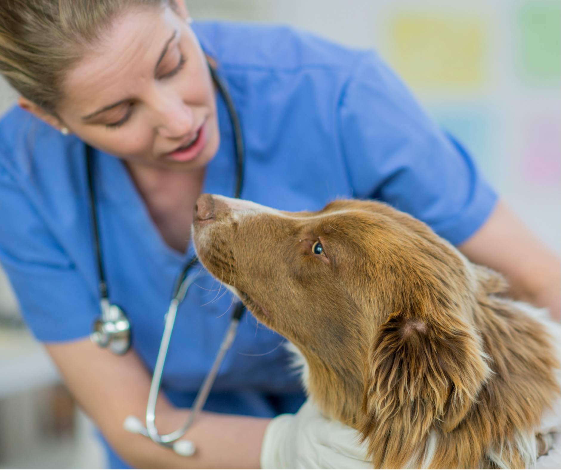 Dog behaviour training