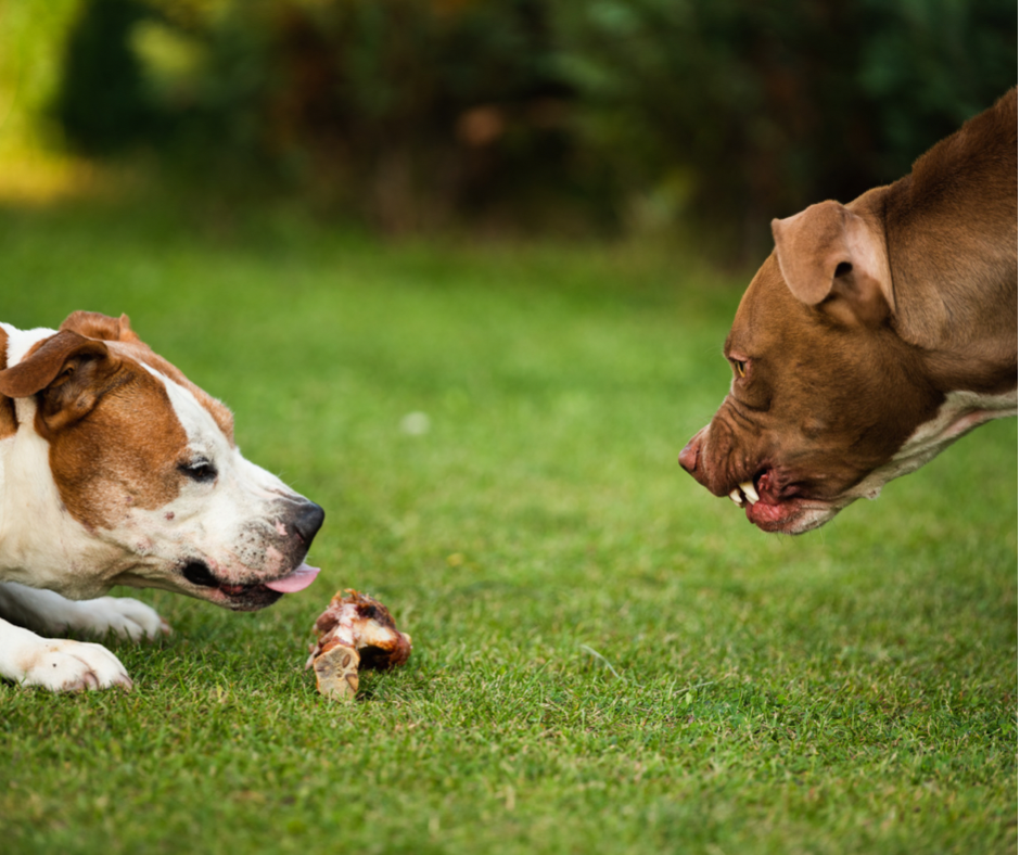 resource guarding dogs