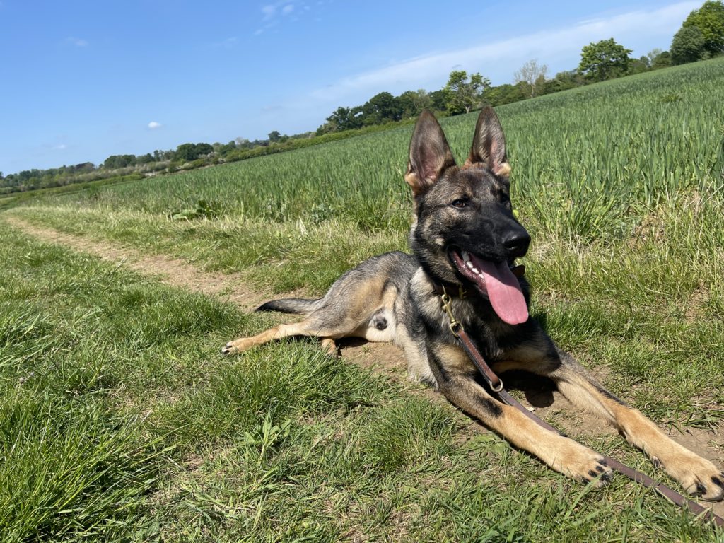 Working line German Shepherd dog lying in grass