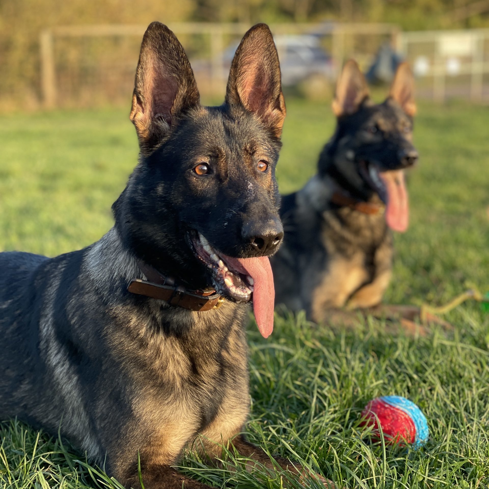 Dog behaviour training