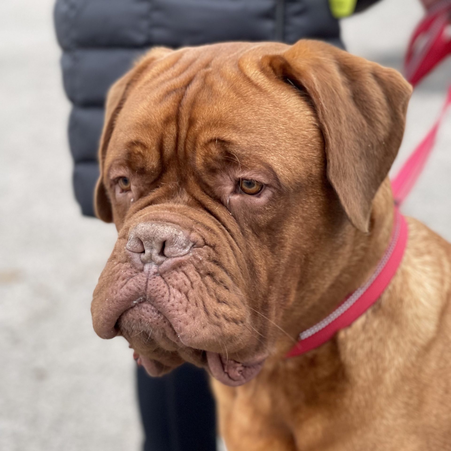 Dog behaviour training