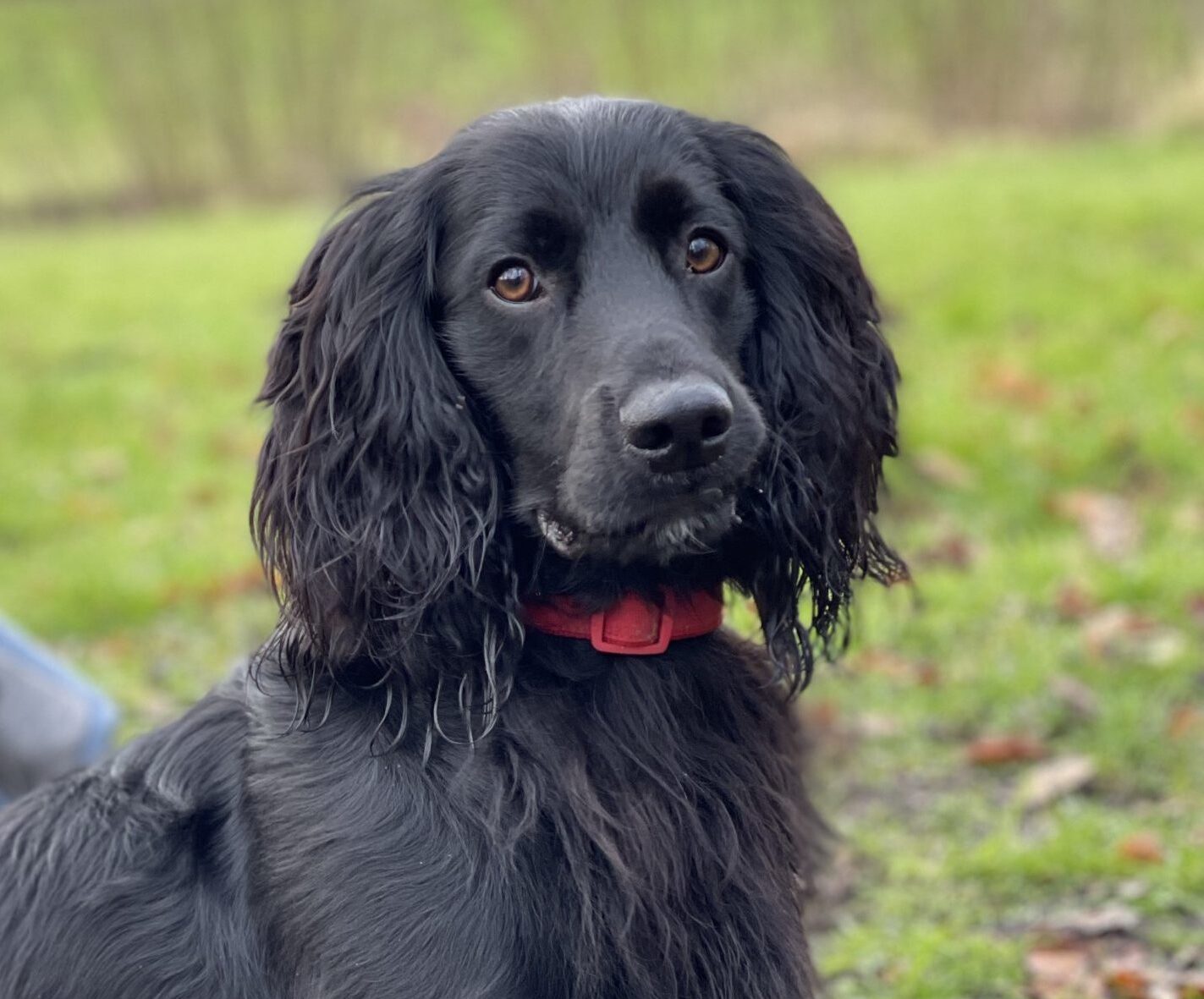 Dog training