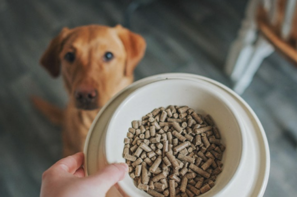 Cold pressed dog food in bowl with Labrador in background