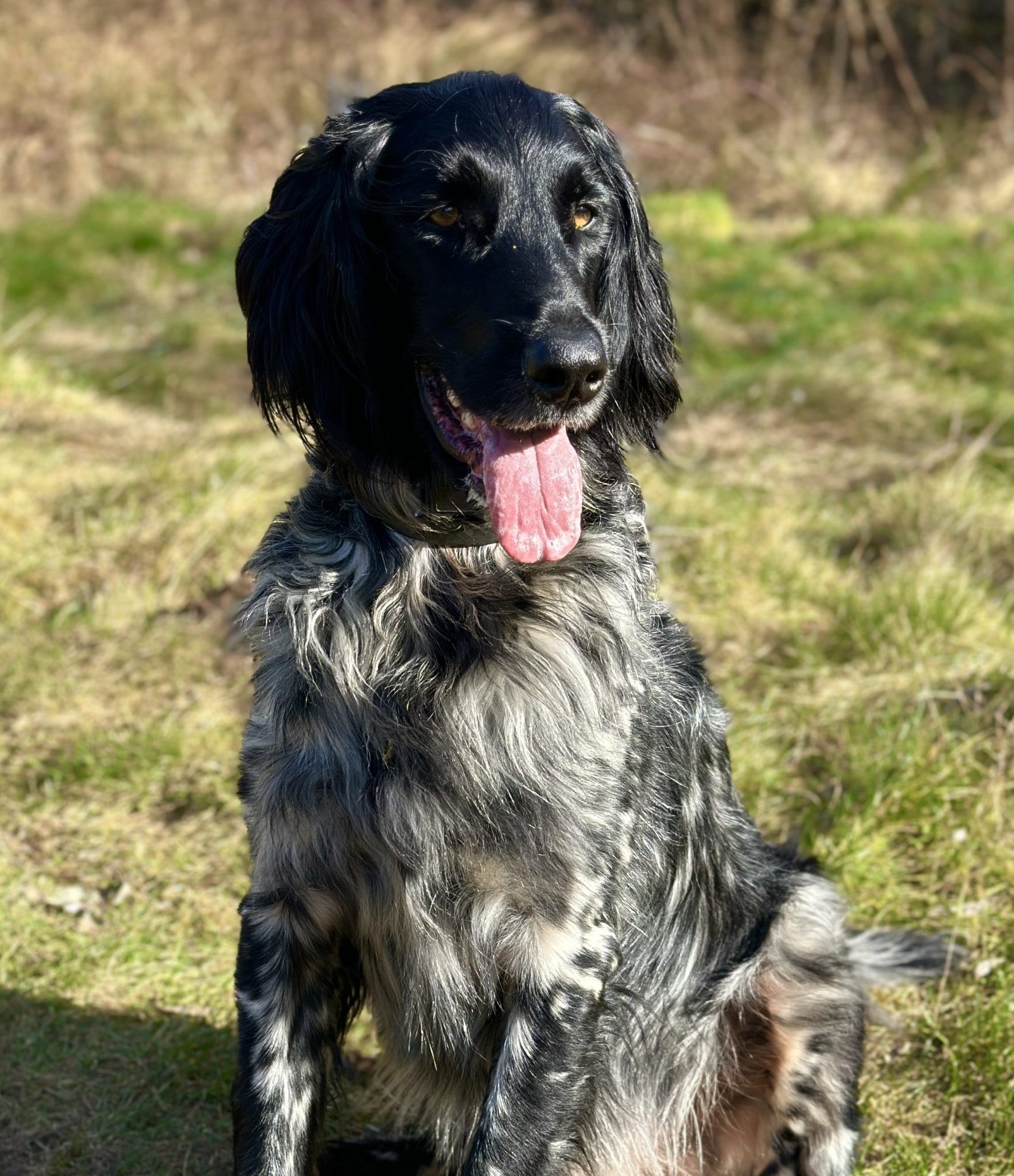 Anxious dog working with The Confident K9 Kidderminster on confidence building