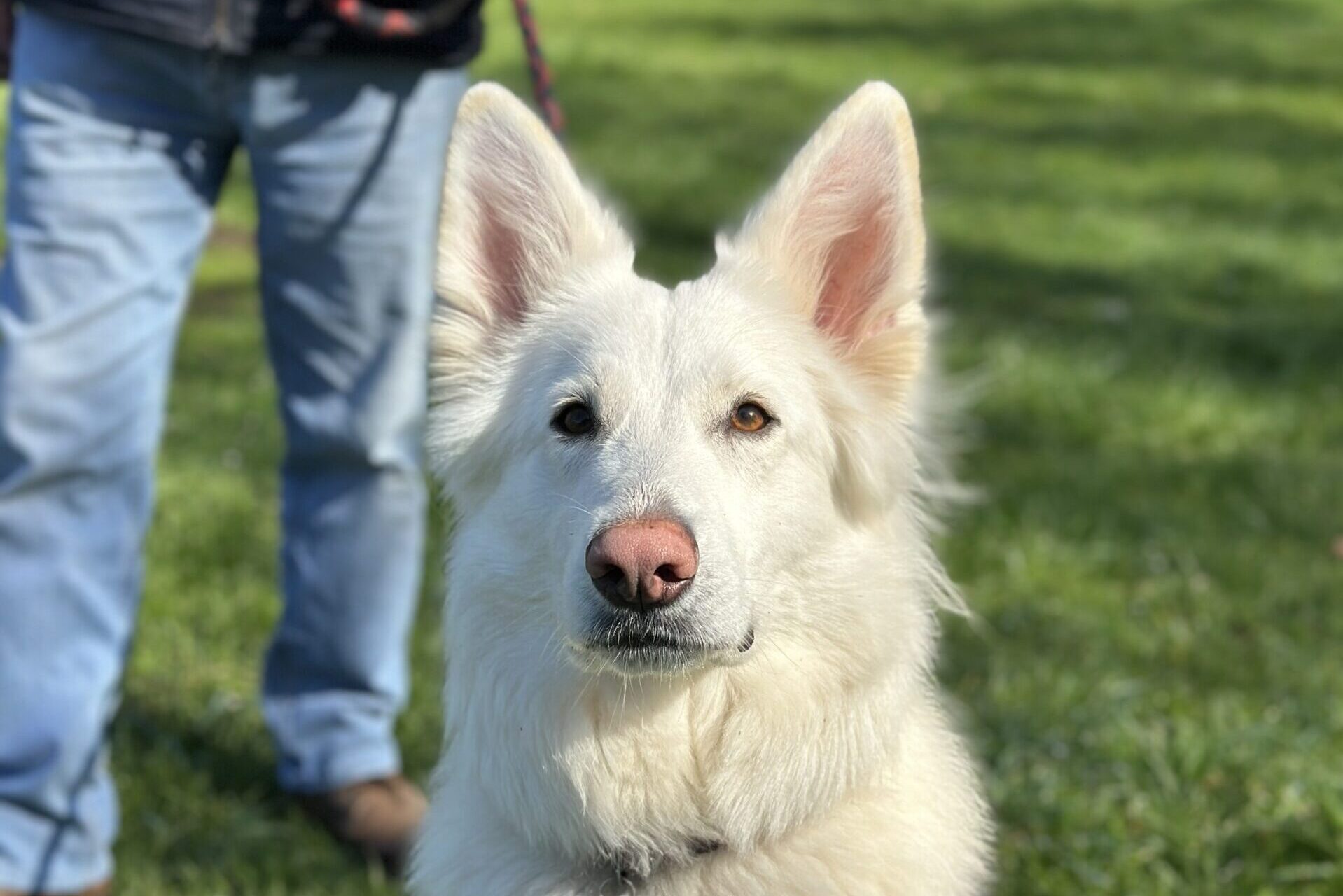 Dog behaviour training