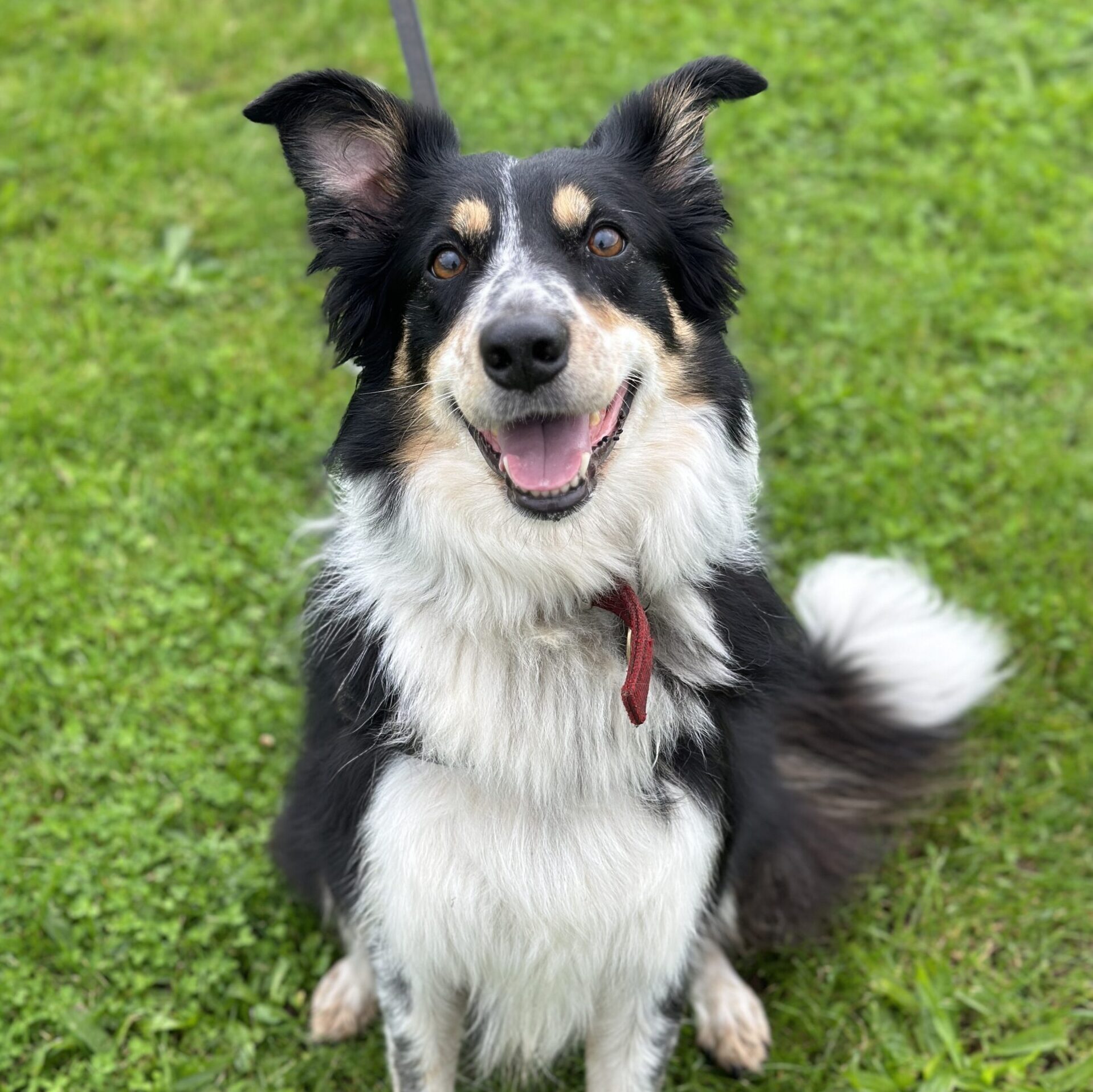 Dog behaviour training