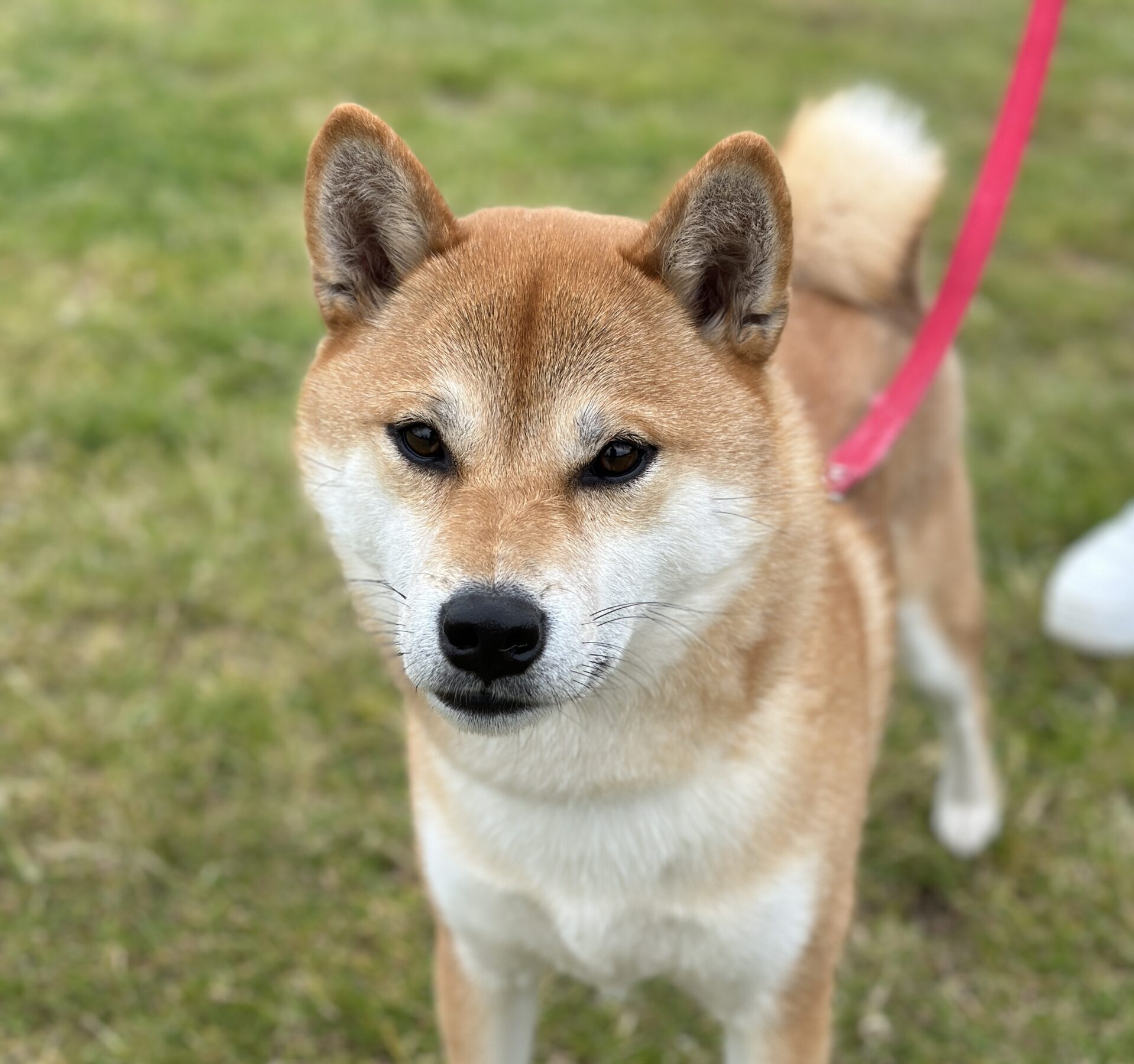 Dog behaviour training