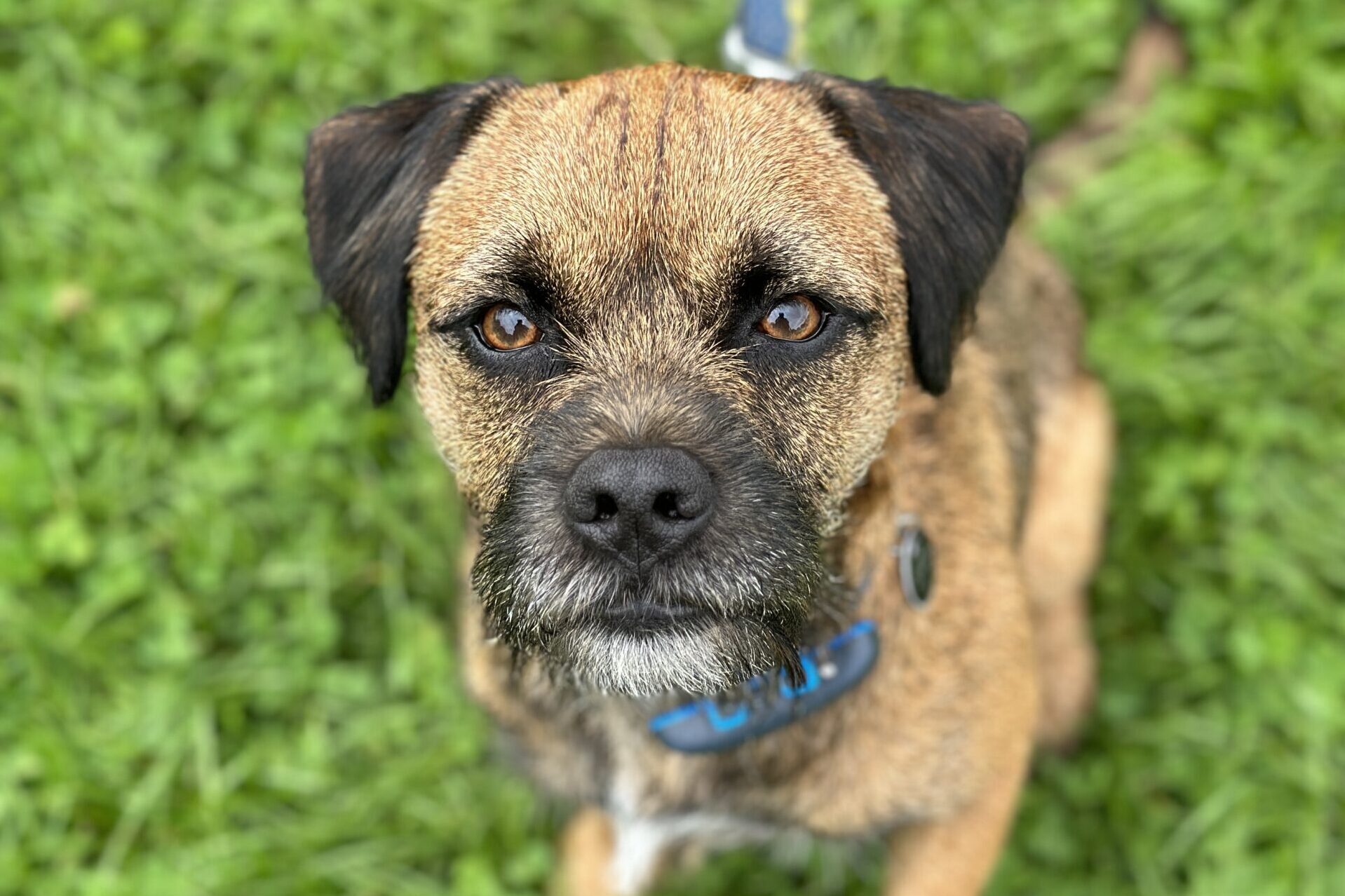 Dog behaviour training