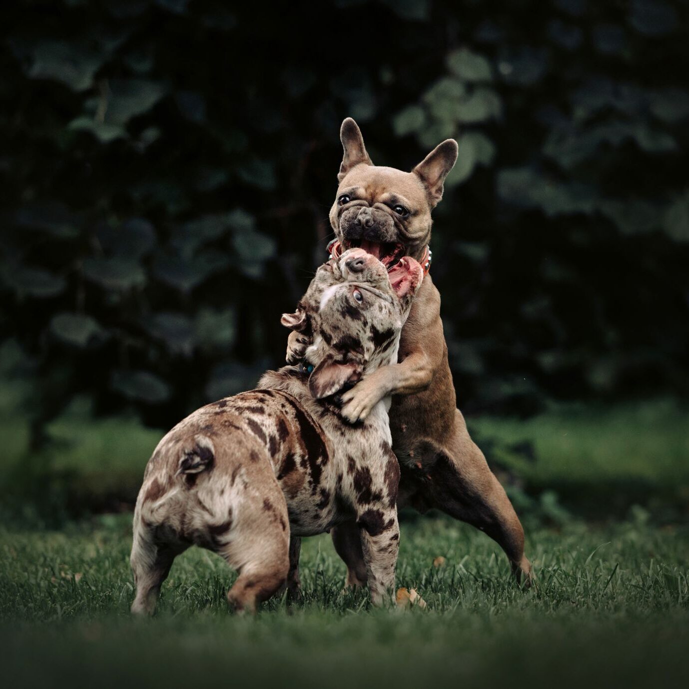 Dog behaviour training