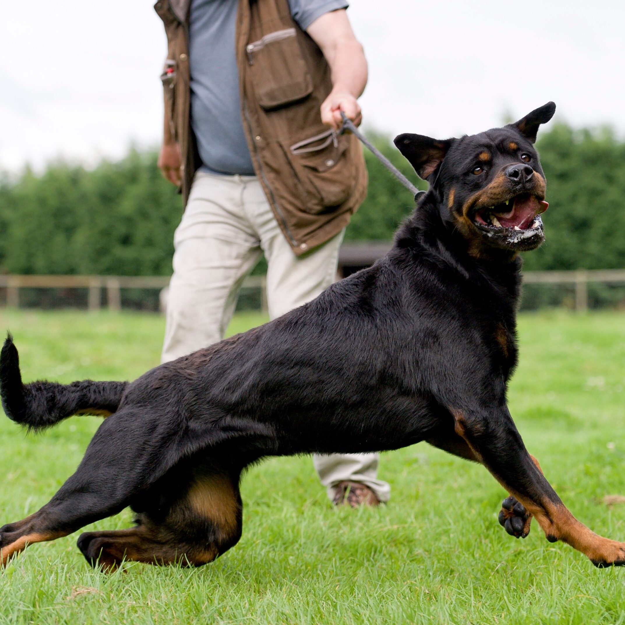 Dog Behaviour training