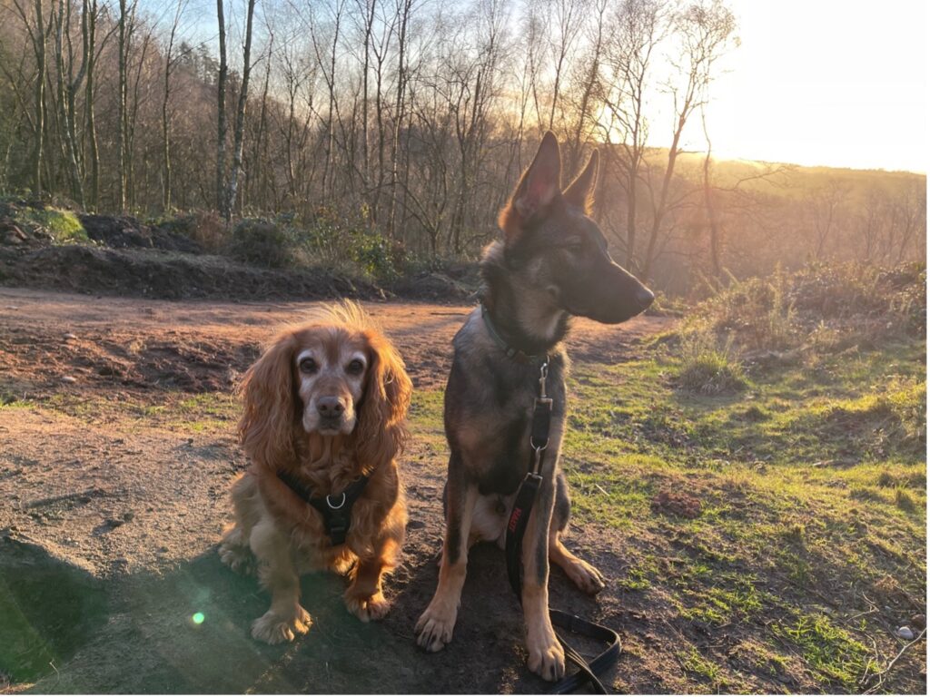 Dog walking with a cocker spaniel and German shepherd sitting in wood near Kidderminster, Worcestershire