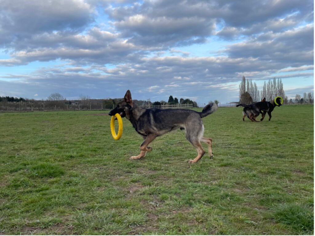 Happy dog walking and playing near Kidderminster, Worcestershire off lead