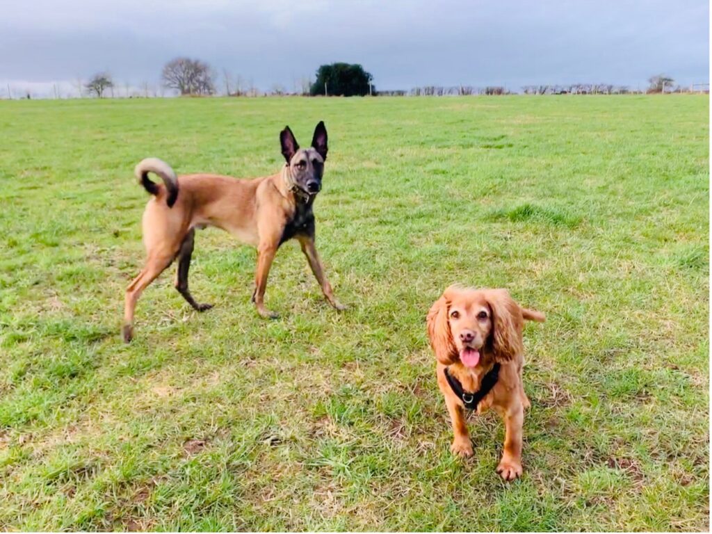 Dog walking in park near Kidderminster, Worcestershire