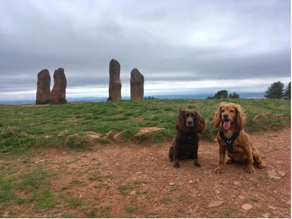 Two spaniels sitting at the top of Clent Hills, Worcestershire while on a dog walking route