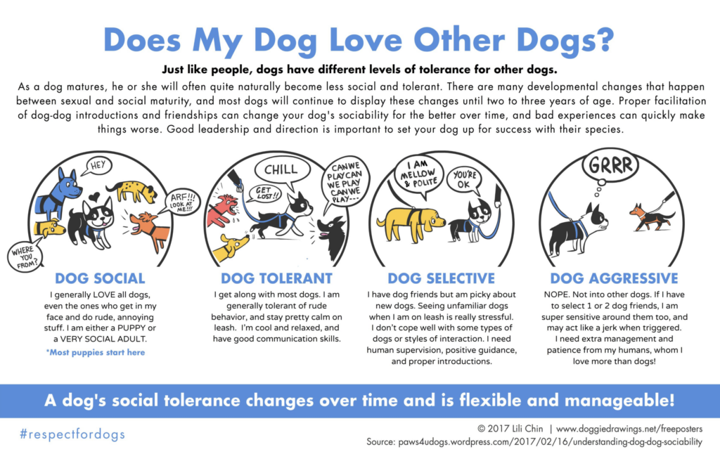 Infographic on dogs loving other dogs