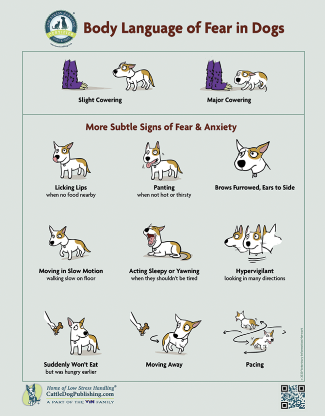 Infographic on fearful dog body language - dog behaviour training 