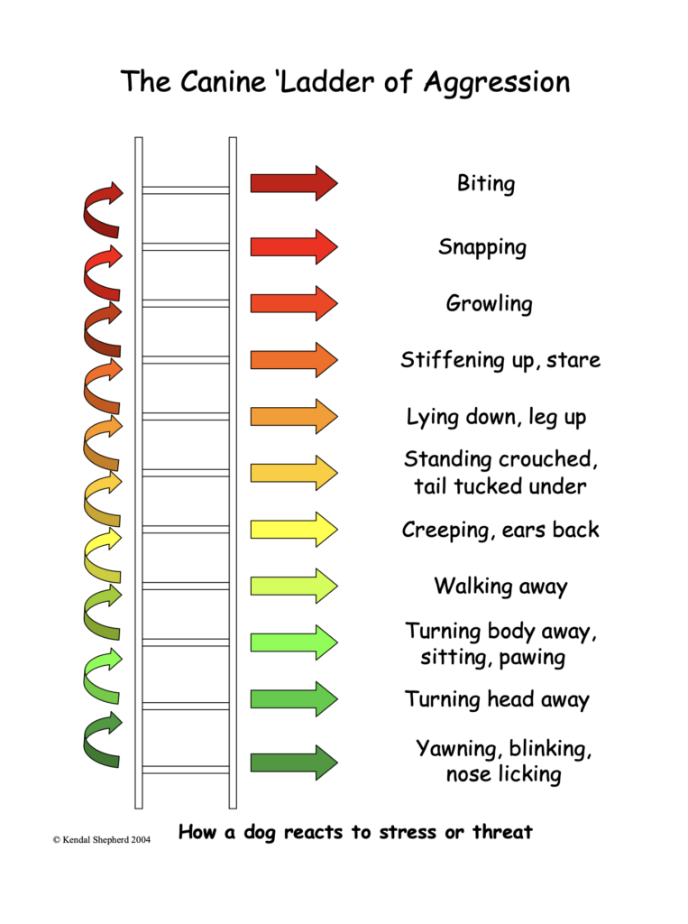 Infographic on dog behaviour - dog bites 