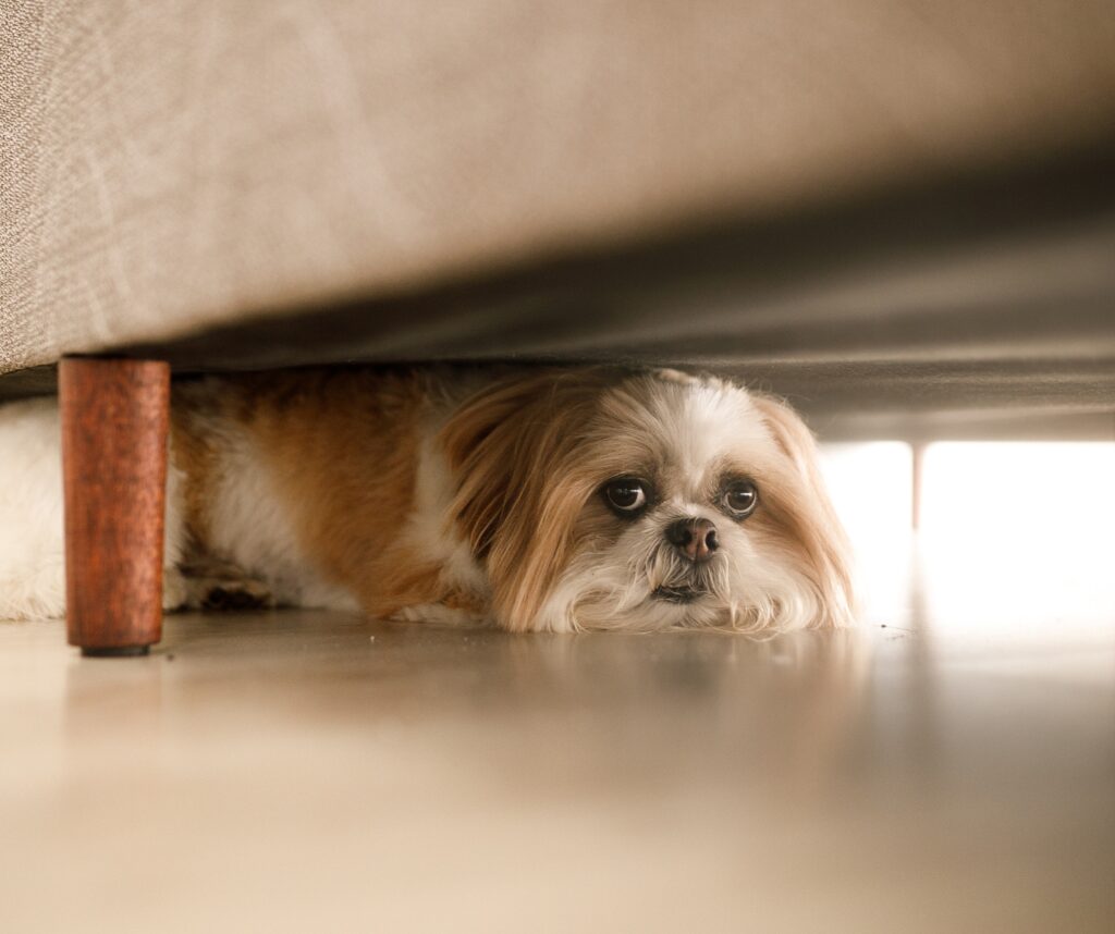 Anxious dog behaviour training