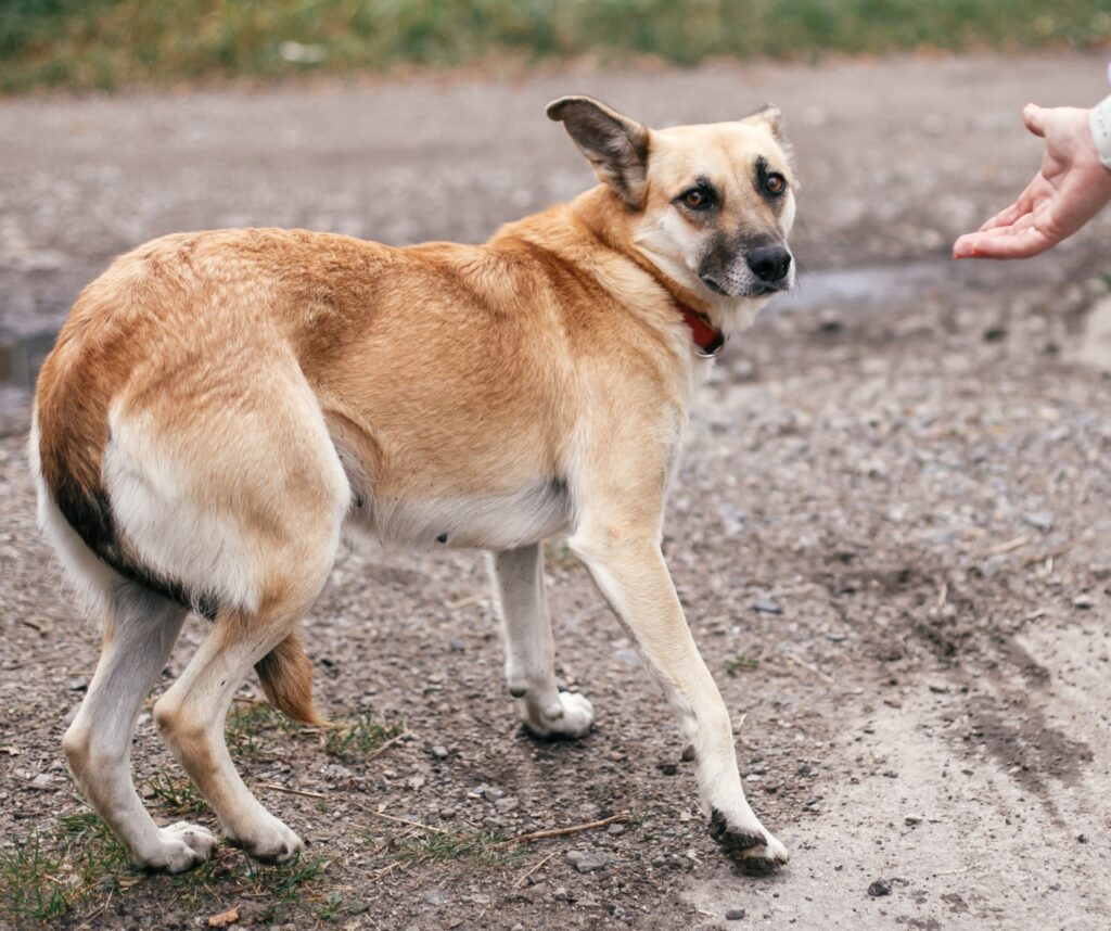 Dog behaviour training