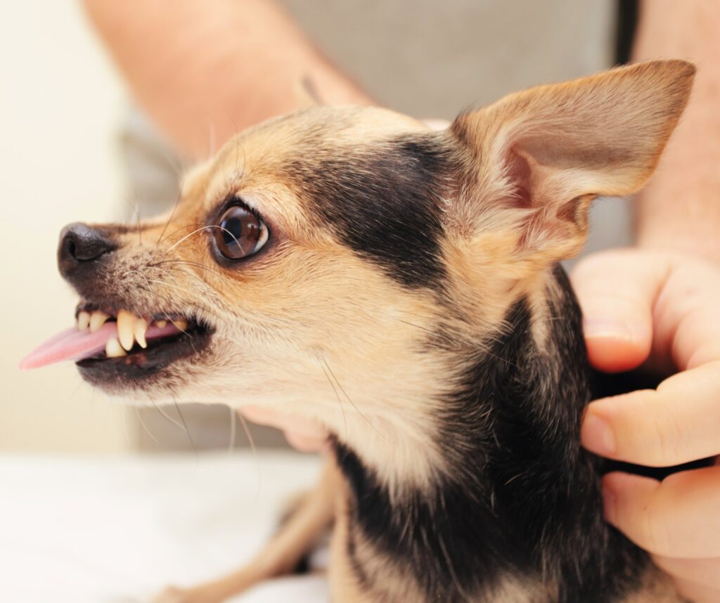 Dog behaviour training - nervous aggression