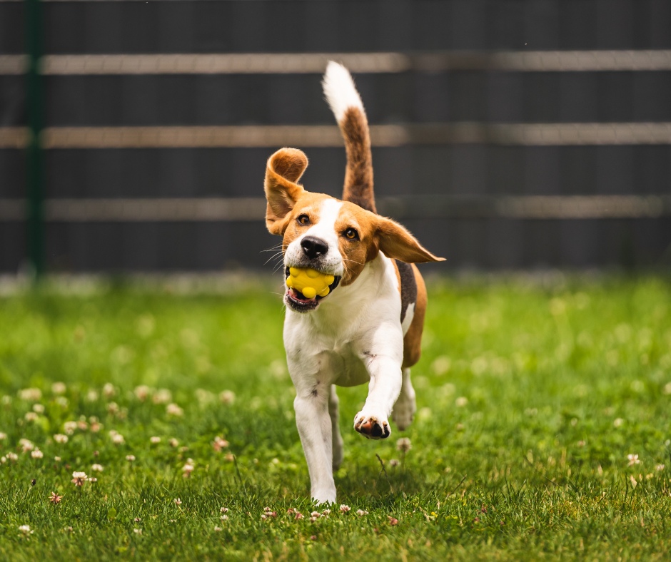 Secure dog field