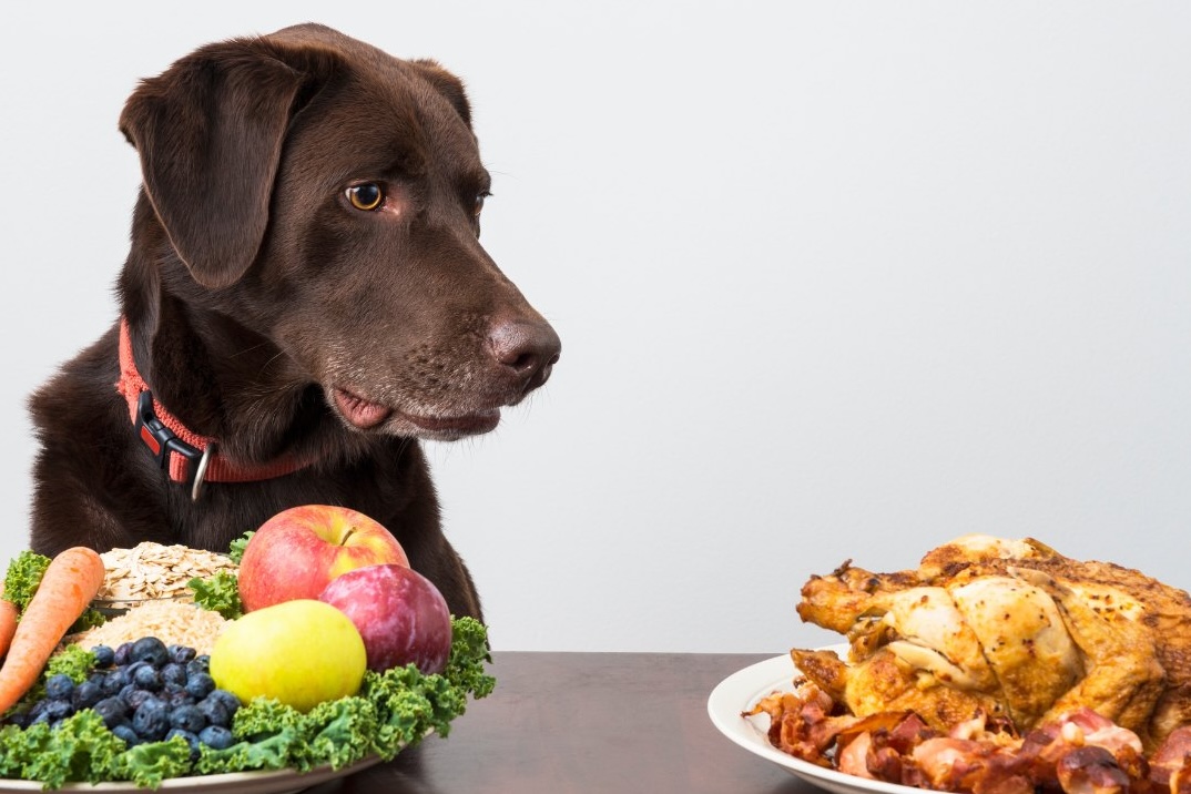Fruit Can Dogs Eat - dog nutrition