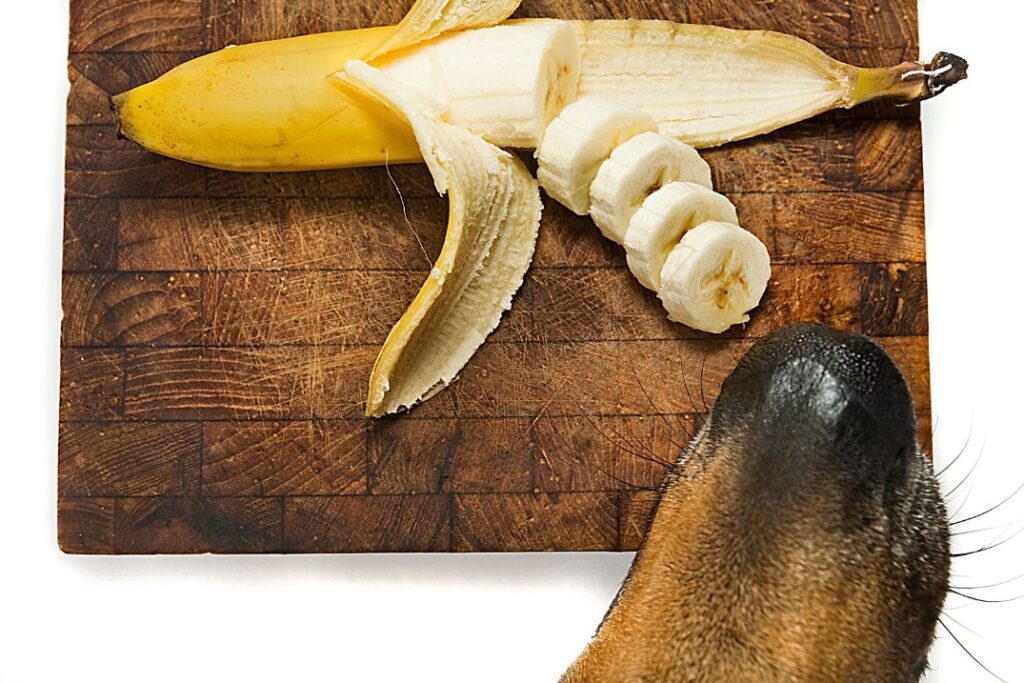 dog training and dog nutrition